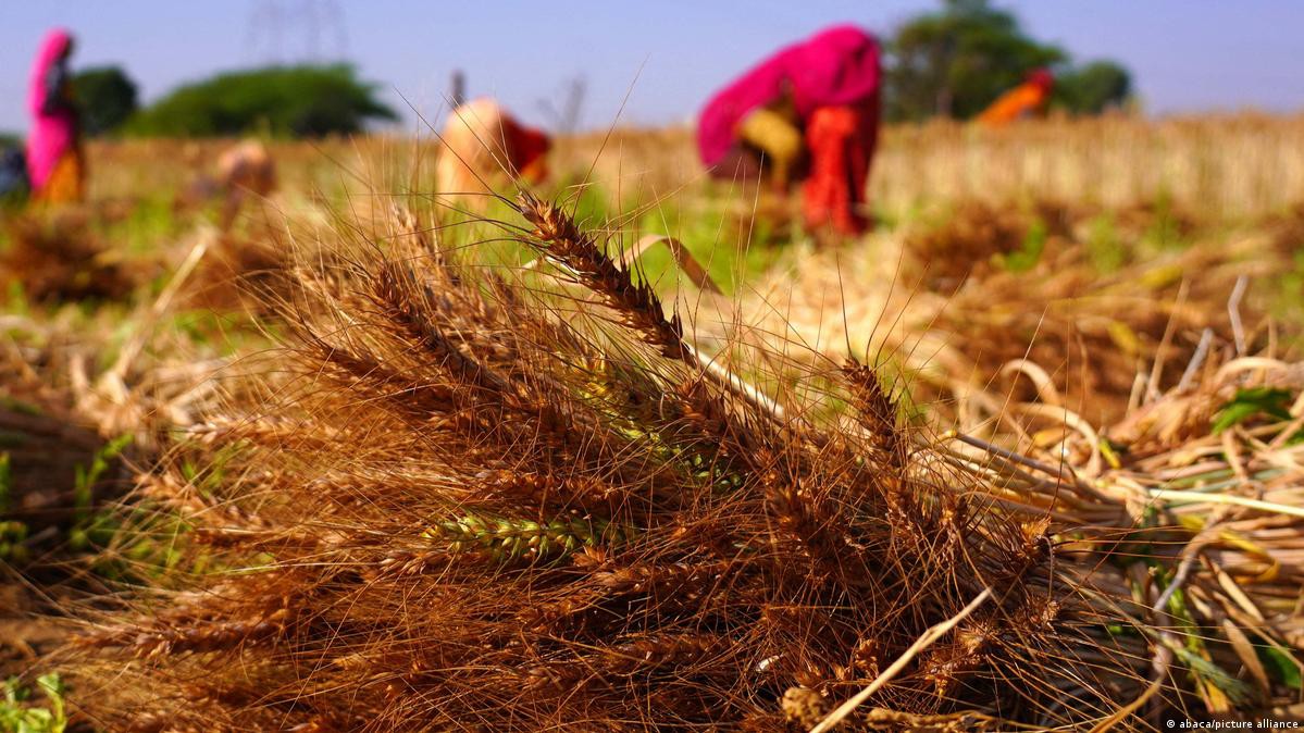 बारिश ने किसानों की बढ़ाई चिंता, सोयाबीन-कपास और तुअर की फसल पर असर