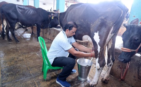1200 रुपये से शुरू हुआ सफर, आज 117 पशुओं की डेयरी; राकेश ने बदली गांव की तस्वीर