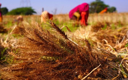 बारिश ने किसानों की बढ़ाई चिंता, सोयाबीन-कपास और तुअर की फसल पर असर